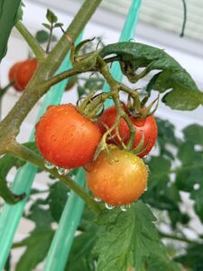 夏季休暇のお知らせ🍉